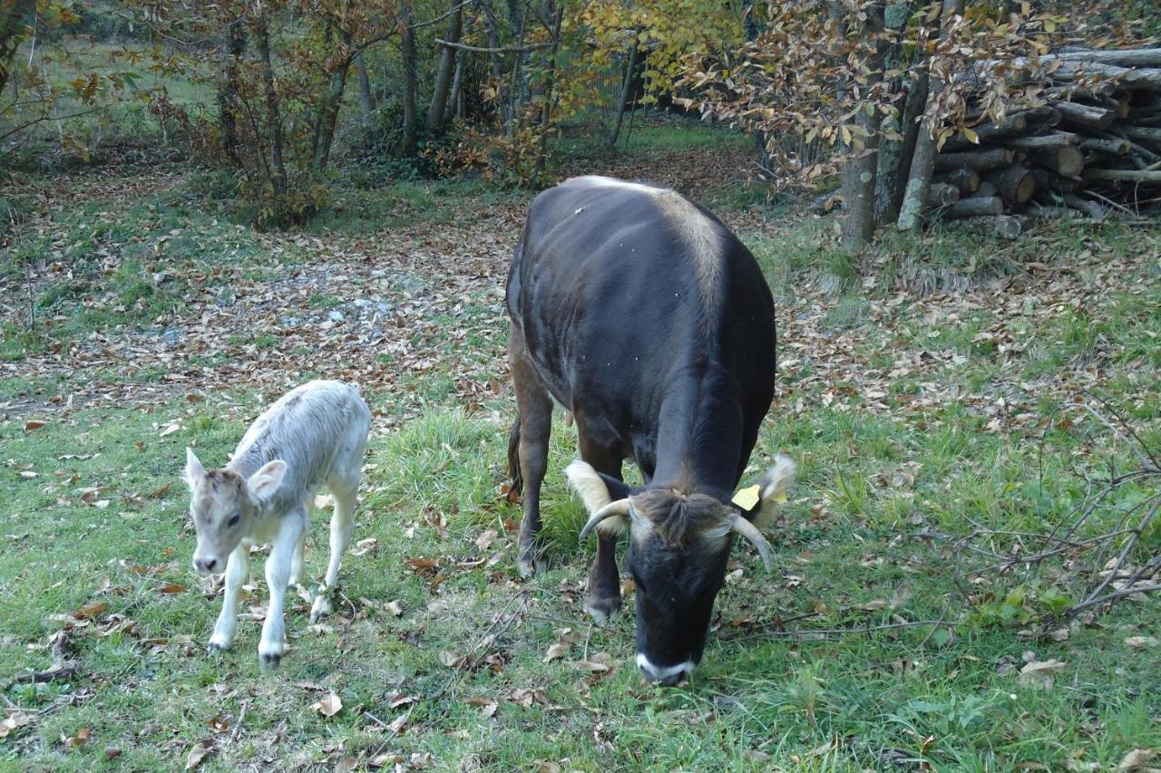 Agriturismo Di Charme E Ristorante Stallato Il Filo Di Paglia Carro Eksteriør bilde